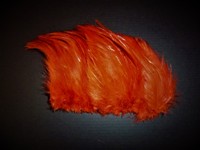 赤毛（鶏の首毛）画像